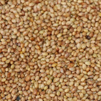 Inkarnierter Klee Samen für Bienen 0,5 kg