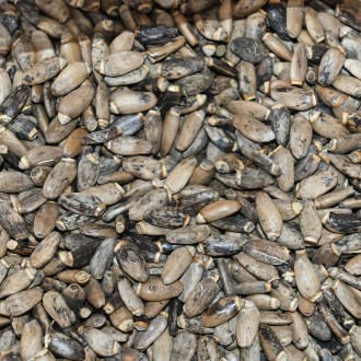 Mariendistel - 0,5 kg