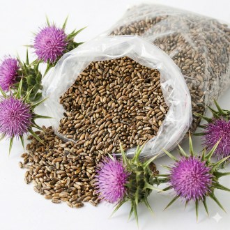 Mariendistel - 0,5 kg