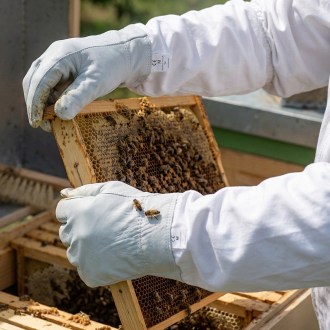 Lederhandschuhe - Ziege - S-XXL