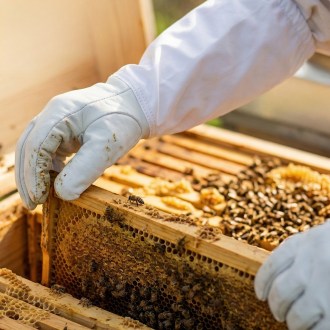 Lederhandschuhe - Schwein - 6-12