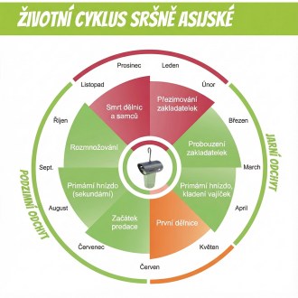 Falle für Asiatische Hornissen VespaCatch